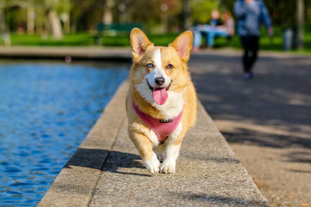 The bond between humans and animals is deeply rooted in biology. Studies have shown that interacting with animals triggers chemical responses in the brain that promote healing, reduce stress, and enhance overall well-being. For individuals recovering from an amputation, these effects can be incredibly powerful, providing both emotional stability and physical health benefits.