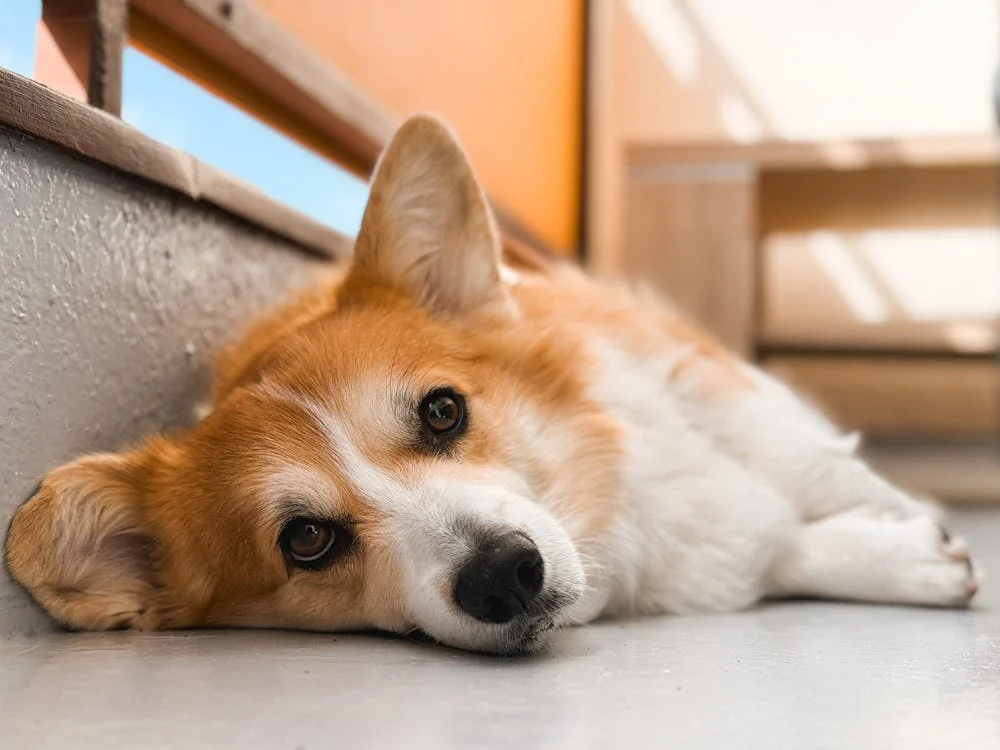 As time passes, the role of an emotional support animal (ESA) in an amputee’s life often deepens. What begins as a source of immediate comfort evolves into a long-term partnership that provides ongoing emotional stability, motivation, and resilience.