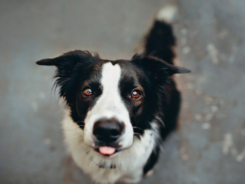 Emotional support animals can aid amputation recovery. Discover how they reduce stress, provide comfort, and boost emotional well-being.